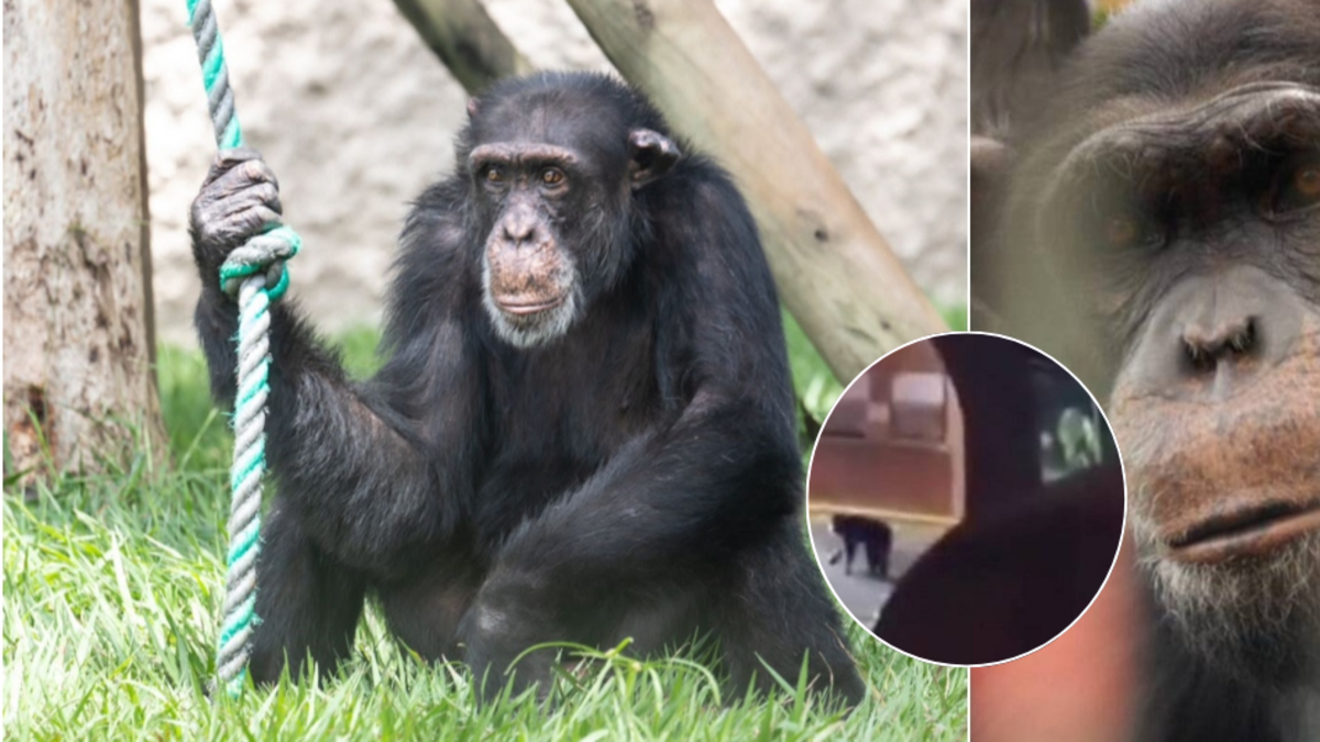 Denuncian que el chimpancé más famoso de Pereira vive en una ‘favela de monos’ y que el traslado fue un fracaso

 – Tinta clara
