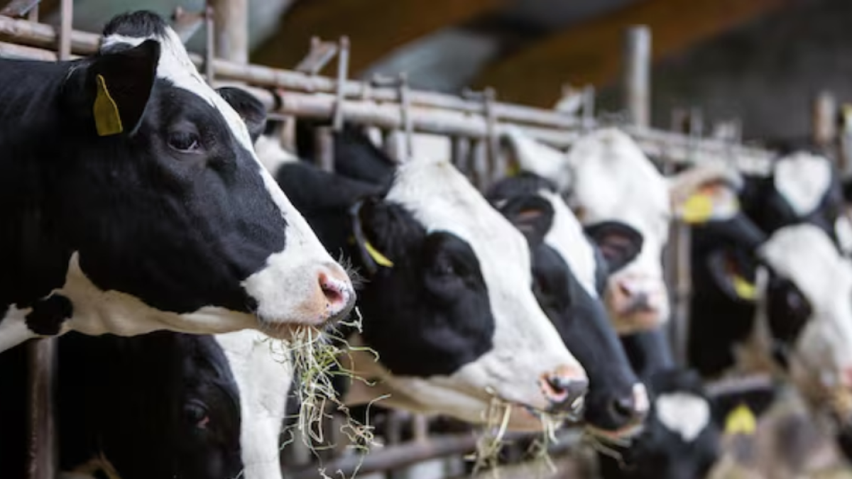 El gobierno activa un plan para vender más de 127.000 litros diarios de leche comprados por el Grupo Gloria

 – Tinta clara