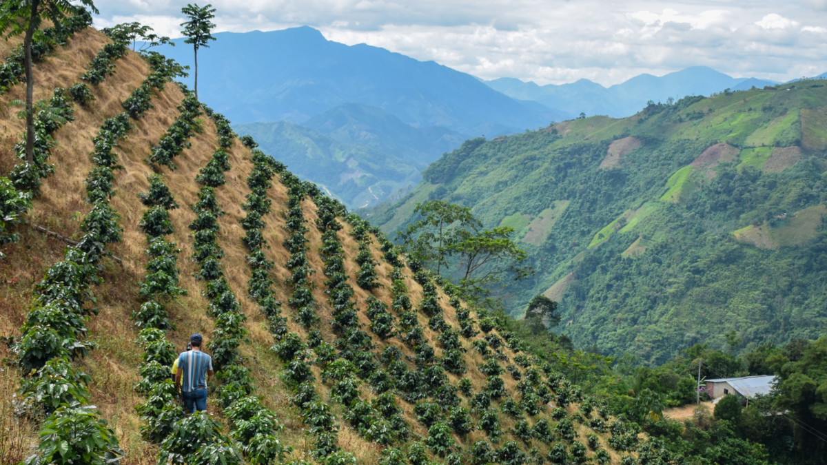 Este es el impacto en los agricultores colombianos.

 – Tinta clara