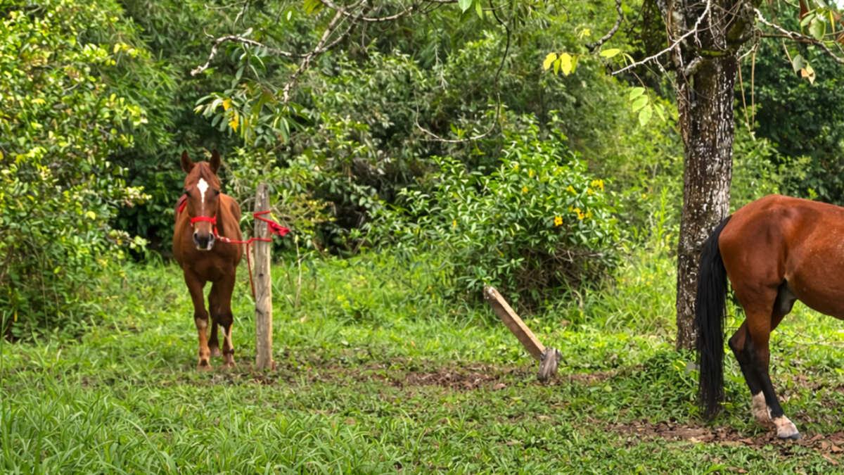Dos caballos retirados de las carrozas turísticas de Cartagena encuentran un nuevo hogar en el centro agrícola de la Universidad de Antioquia

 – Tinta clara