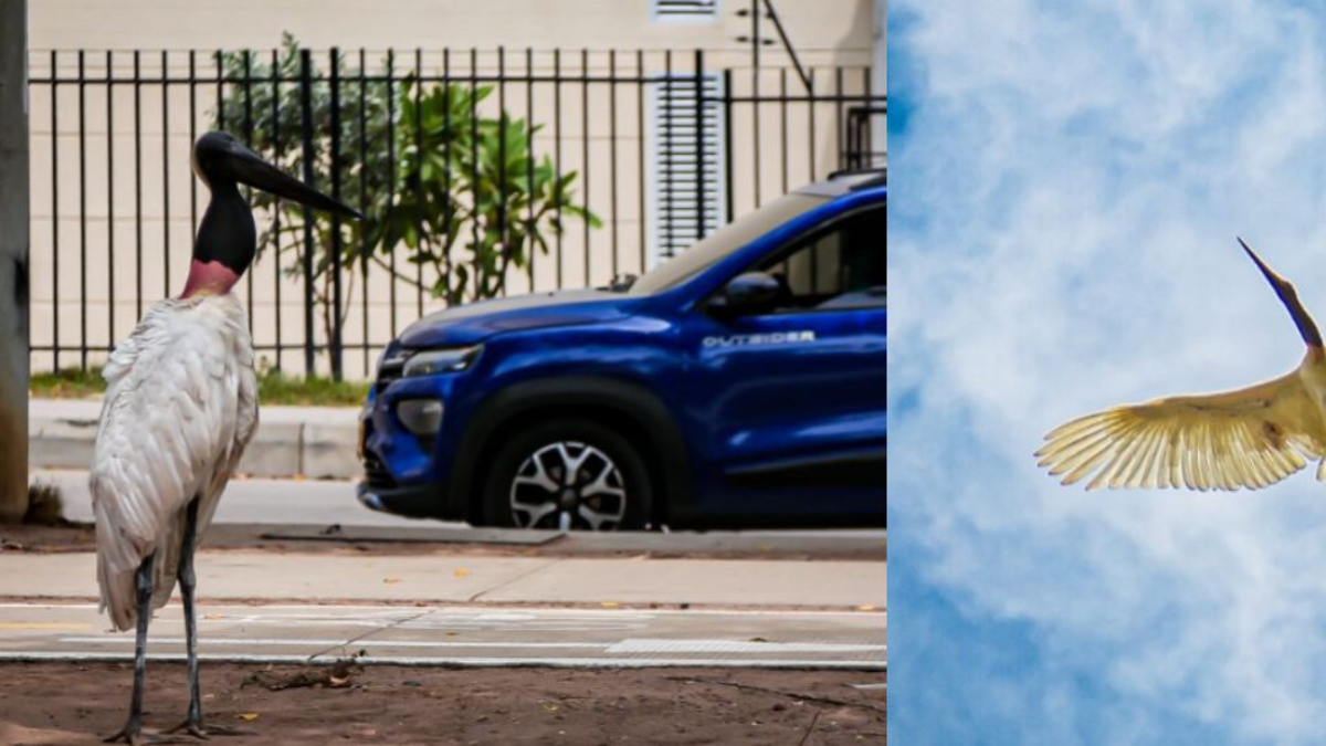 Autoridades rescataron una cigüeña en Atlántico y explicaron los motivos de su presencia en barrios de Barranquilla

 – Tinta clara