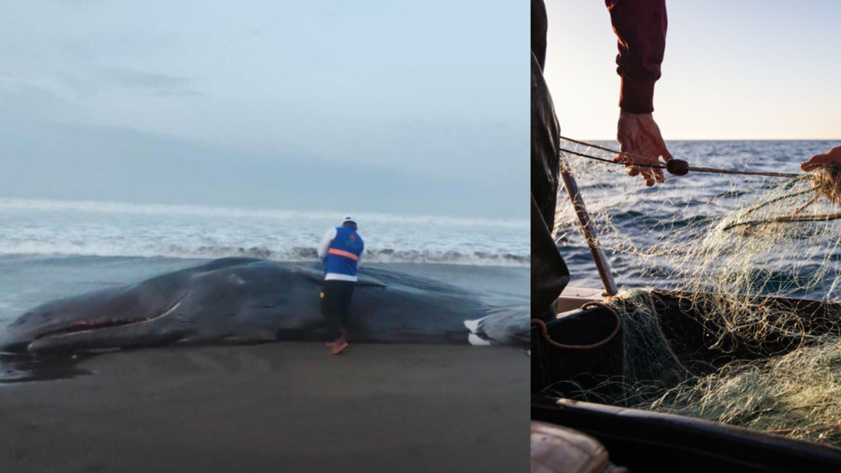 Cachalote murió tras quedar atrapado en redes de pesca ilegal en aguas de Bahía Solano, Chocó

 – Tinta clara