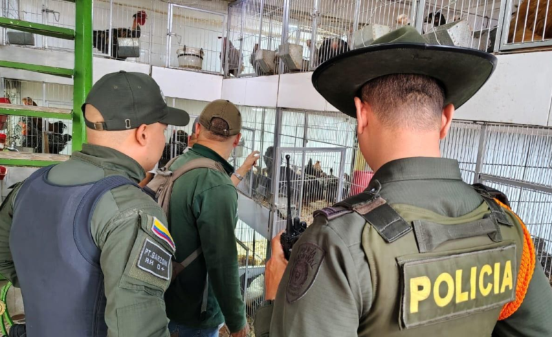 Autoridades ambientales de Cali realizan operativos contra el comercio ilegal

 – Tinta clara