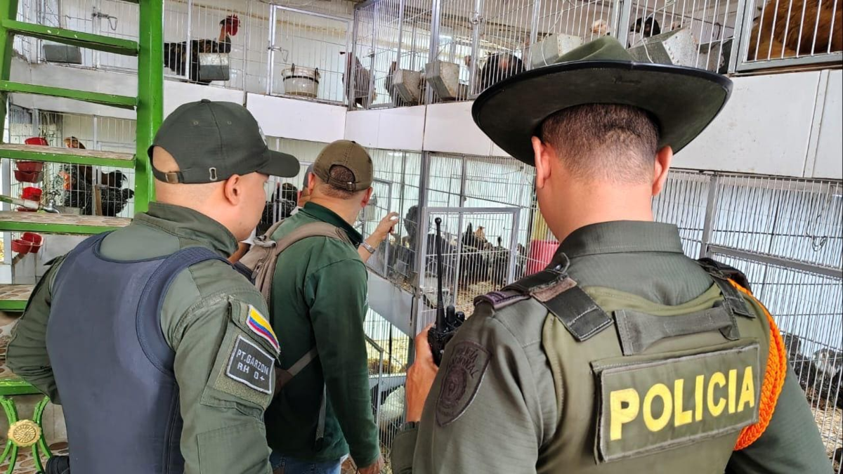 Autoridades ambientales de Cali realizan operativos contra el comercio ilegal

 – Tinta clara