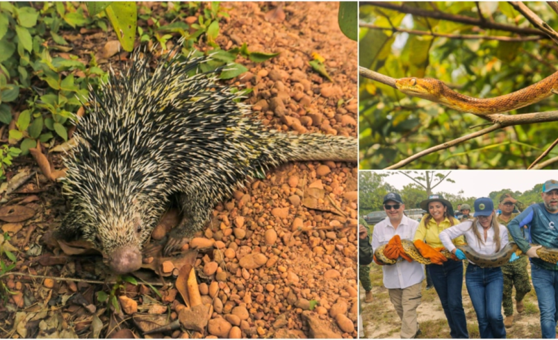 Morrocoyes, loros e iguanas regresaron a la selva tras ser rescatados del cautiverio y maltrato

 – Tinta clara