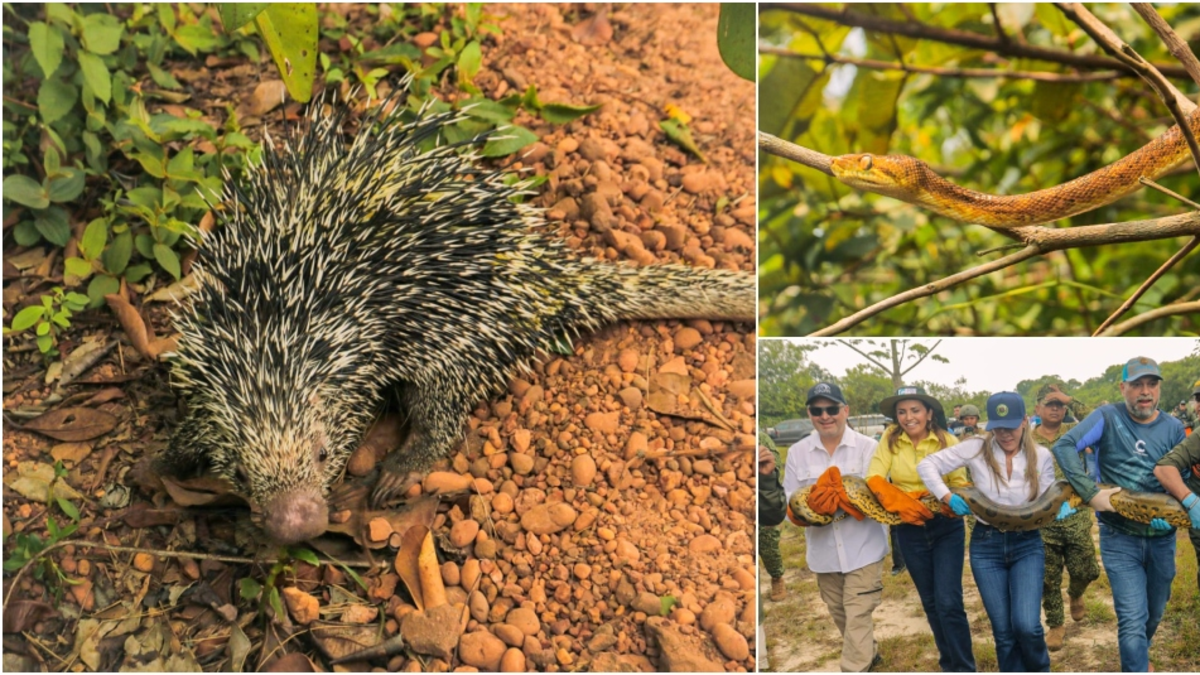 Morrocoyes, loros e iguanas regresaron a la selva tras ser rescatados del cautiverio y maltrato

 – Tinta clara