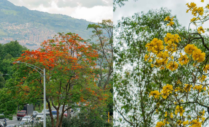 Medellín lanza aplicación para consultar y gestionar más de 490.000 árboles en el espacio urbano, incluso offline

 – Tinta clara