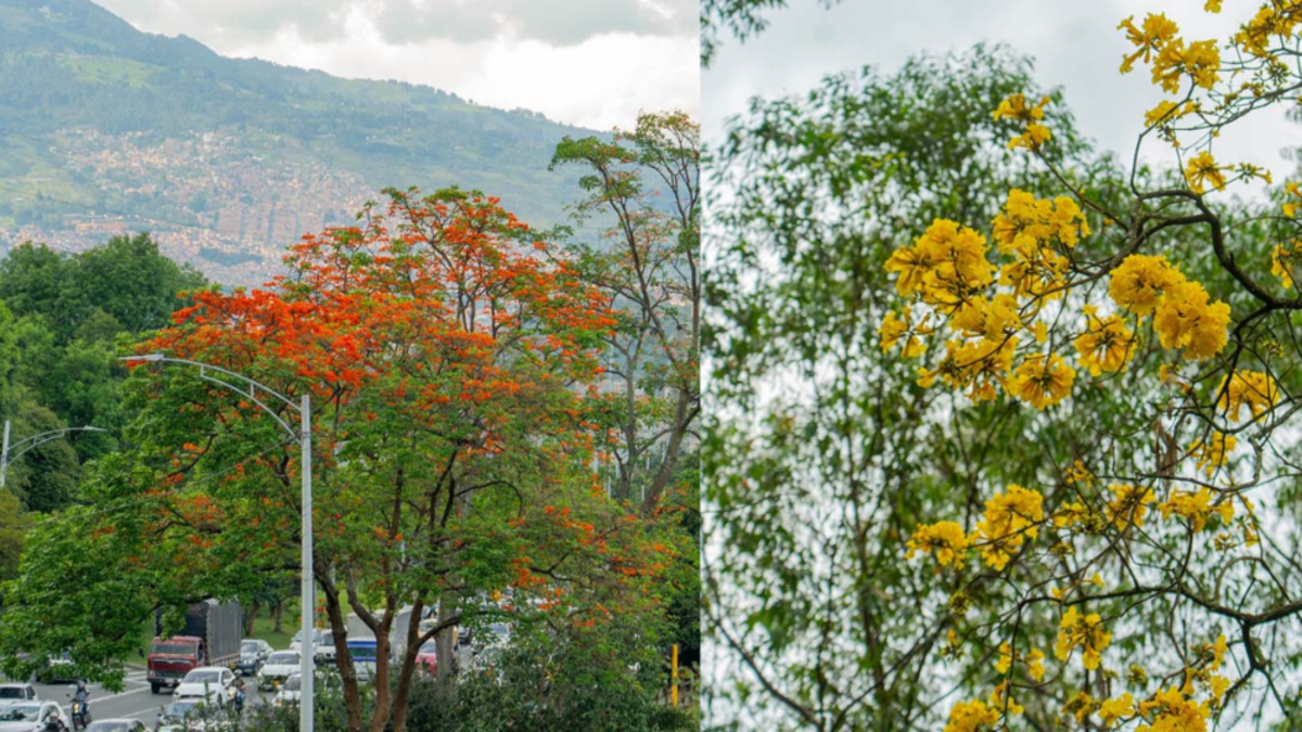 Medellín lanza aplicación para consultar y gestionar más de 490.000 árboles en el espacio urbano, incluso offline

 – Tinta clara