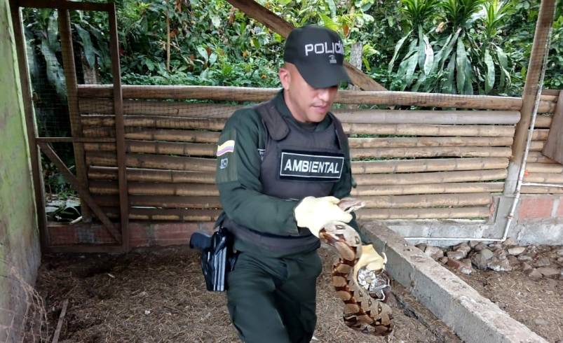 Operativos contra el tráfico de vida silvestre en Antioquia Semana Santa 2026

 – Tinta clara