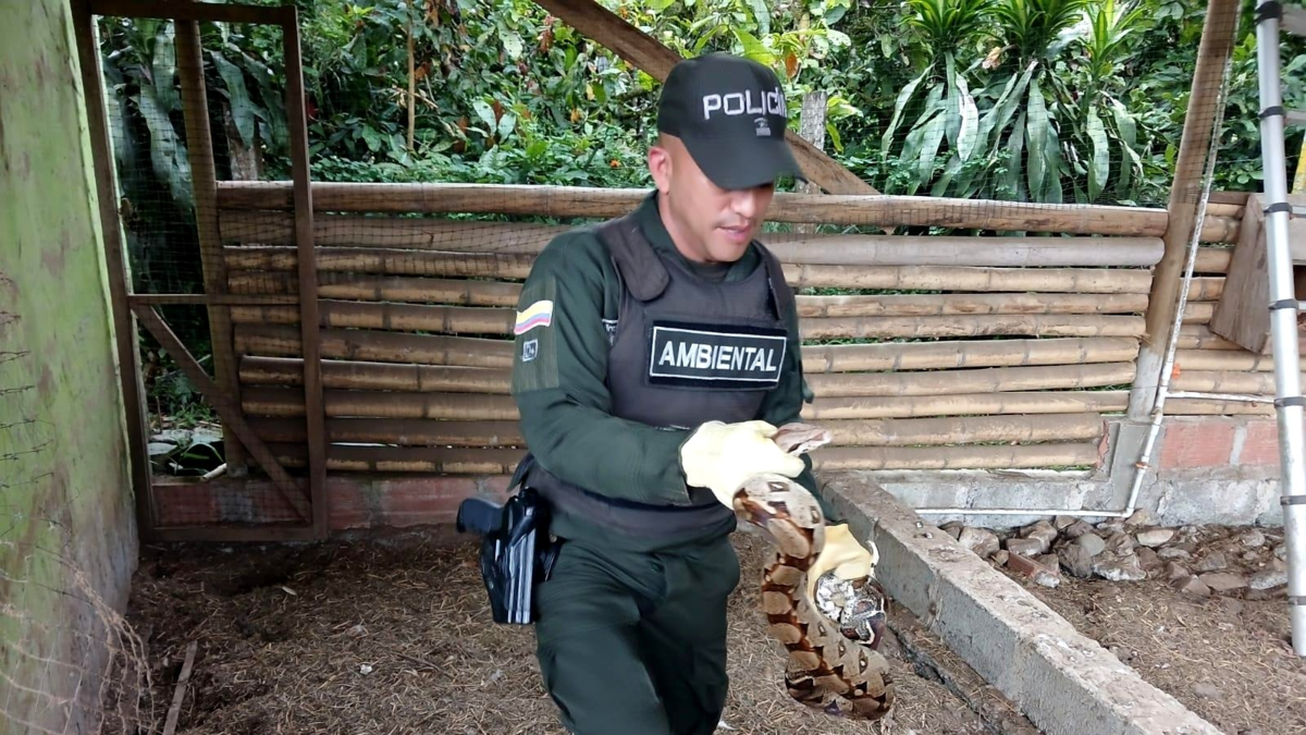 Operativos contra el tráfico de vida silvestre en Antioquia Semana Santa 2026

 – Tinta clara