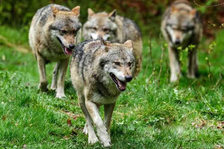 Alemania autoriza la caza del lobo – EXTRA

 – Tinta clara