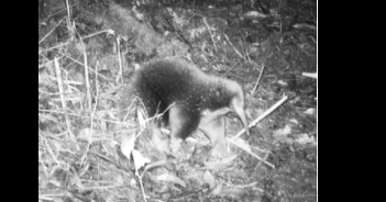 Sorprendente redescubrimiento de especies en Nueva Guinea – EXTRA

 – Tinta clara