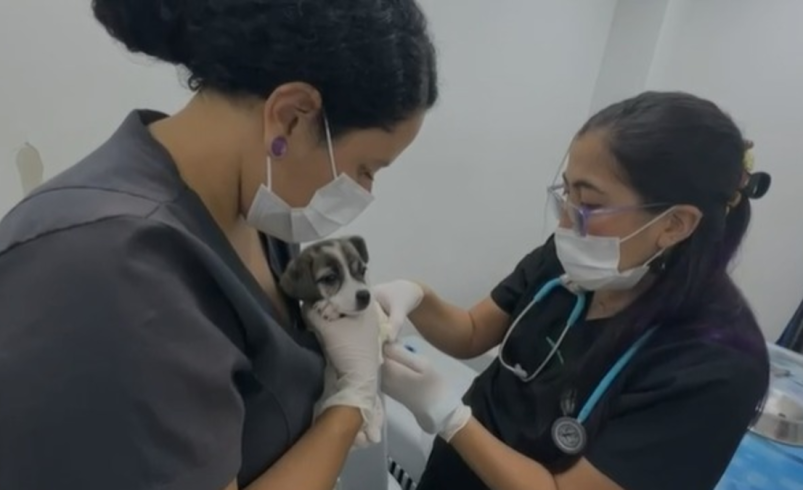 Fiscalía actuará por malos tratos graves a minicerdo y ocho caninos en el noreste de Cali

 – Tinta clara