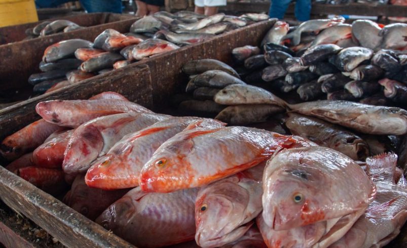 alta demanda para Semana Santa; mojarra lidera con precios estables

 – Tinta clara