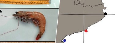 El Ebro se está llenando de gamba marrón, una especie invasora que cada vez vamos a encontrar más en nuestros platos.