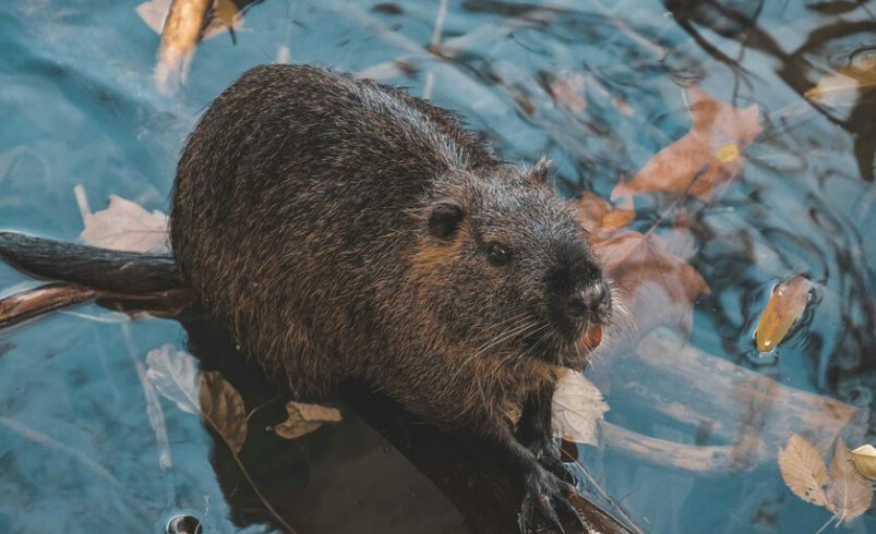 Tenemos una nueva y sorprendente «arma secreta» contra el cambio climático: los castores

 – Tinta clara