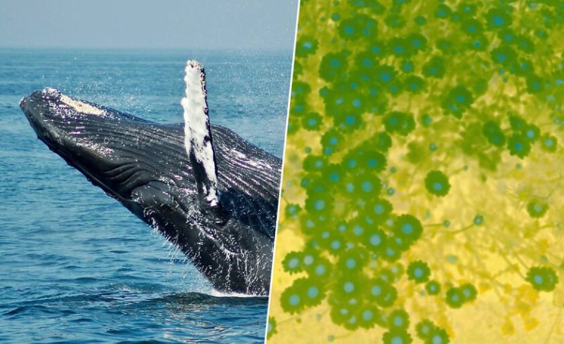 Pensábamos que el superpoder de las ballenas era su tamaño. En realidad, es la compleja química de las heces.

 – Tinta clara