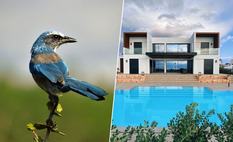 para quitar la protección

 – Tinta clara