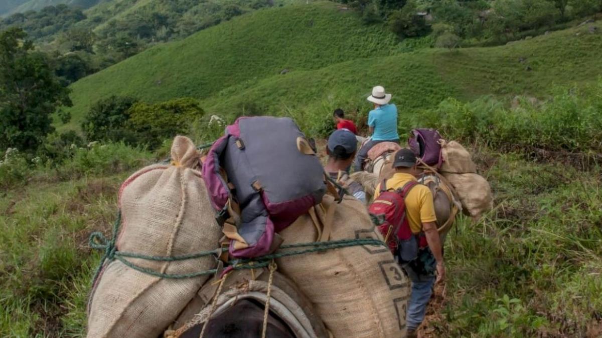 En cuatro municipios de Nariño ni siquiera la Semana Santa se puede celebrar en paz; Se registra el desplazamiento de 81 familias indígenas y campesinas

 – Tinta clara