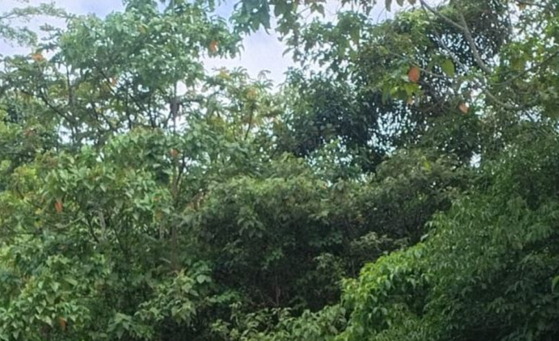 La Fuerza Pública viene verificando los artefactos que contendrían explosivos

 – Tinta clara