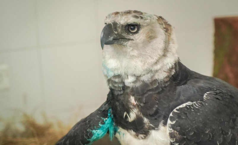 Águila arpía herida en Meta lucha por sobrevivir y será operada

 – Tinta clara