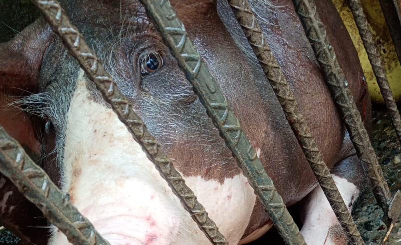 Campesinos denuncian que disparos de fusil y explosivos lanzados desde drones afectaron fincas en Jamundí, Valle: hasta hay cerdos heridos

 – Tinta clara