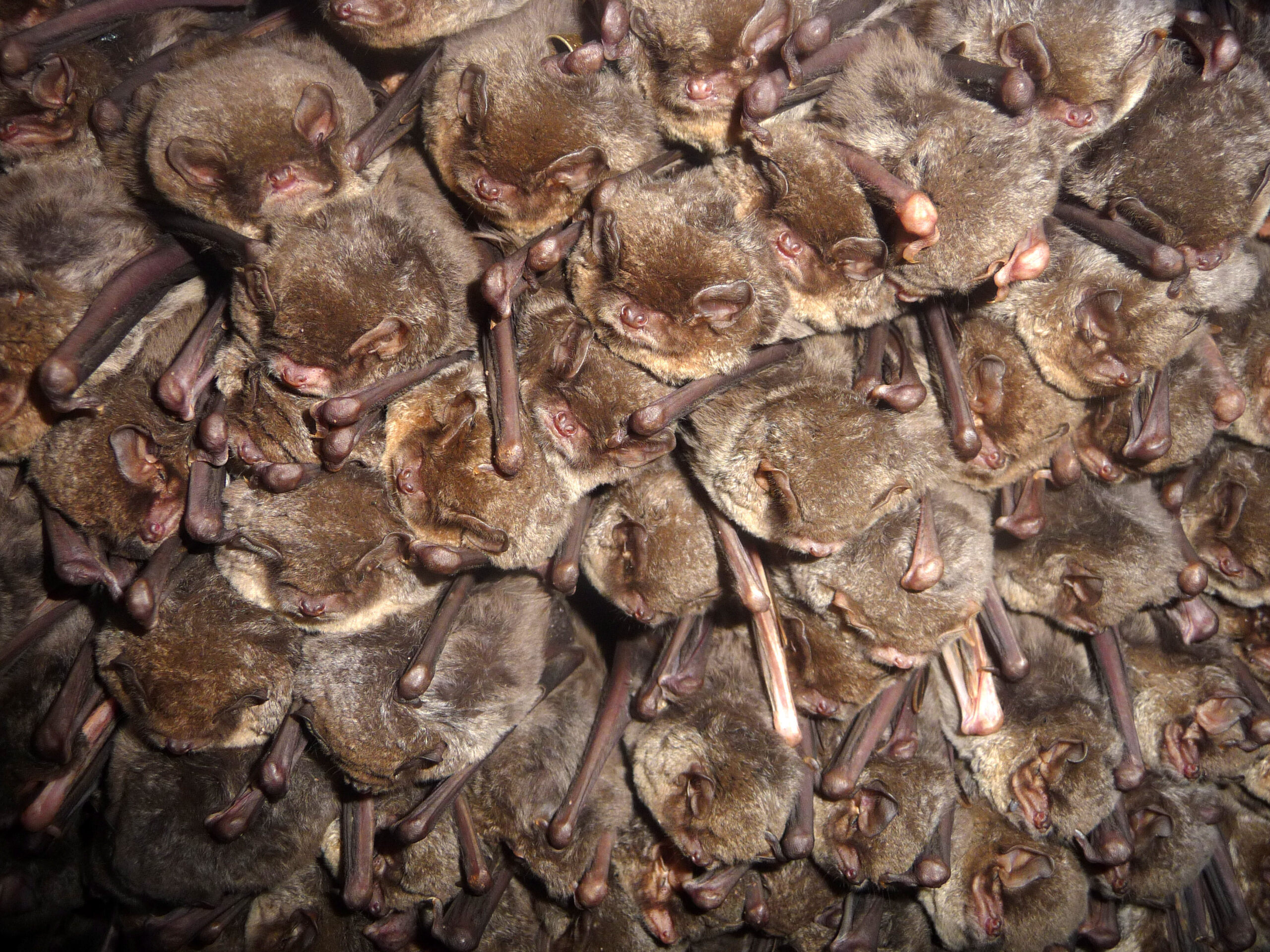 Primavera de 2026: los murciélagos rescatados en Ucrania regresan a su hábitat natural – EXTRA

 – Tinta clara